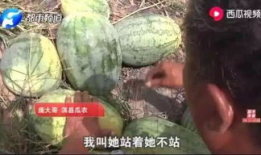 吃瓜最新事件爆料兰陵,吃瓜群众揭秘最新事件内幕