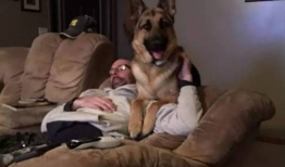 调教狗奴视频,视频背后的真实训练方法与心理洞察